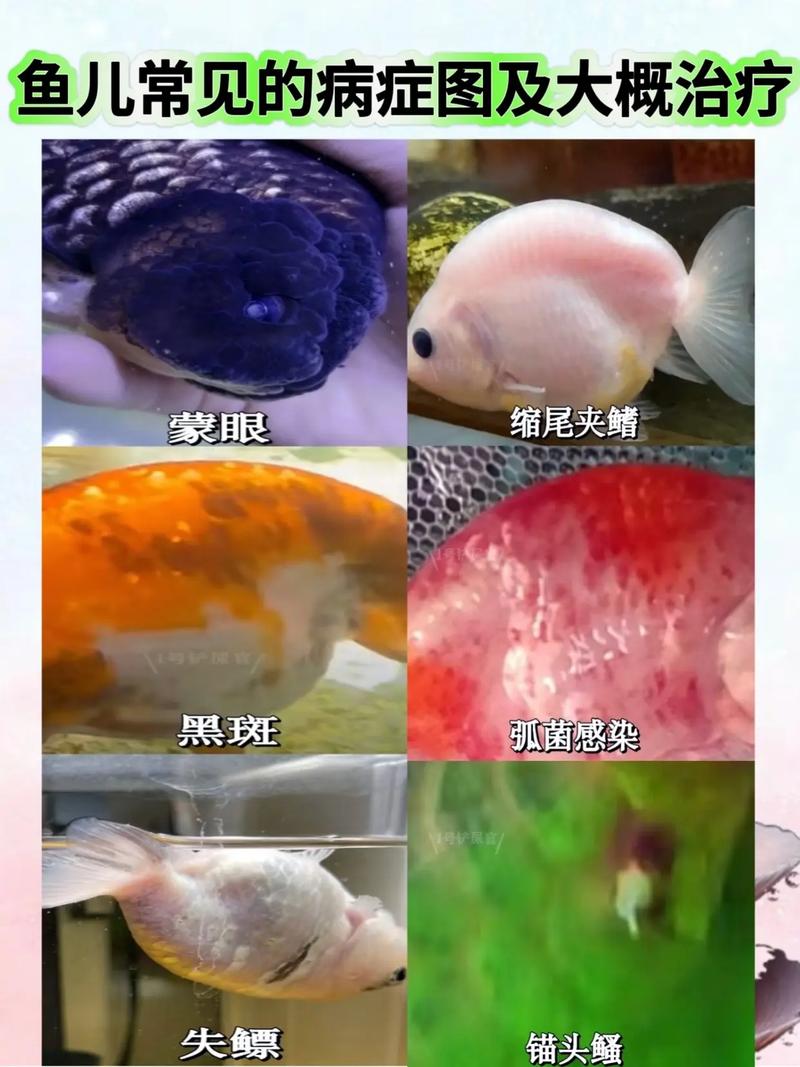 龙鱼常见病有哪些?怎么治?-第2张图片-宁夏农业信息网 龙鱼常见病有哪些?怎么治?-第2张图片-宁夏农业信息网