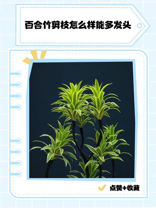 百合竹修剪视频，何时剪怎么剪？-第1张图片-宁夏农业信息网