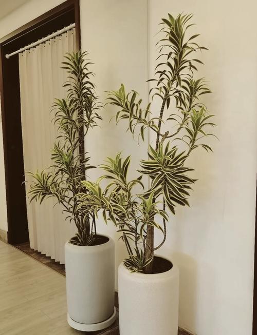 百合竹修剪视频，何时剪怎么剪？-第2张图片-宁夏农业信息网