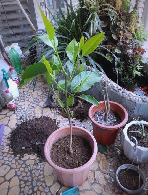 白兰花换盆方法怎么换？换盆步骤有哪些？-第2张图片-宁夏农业信息网