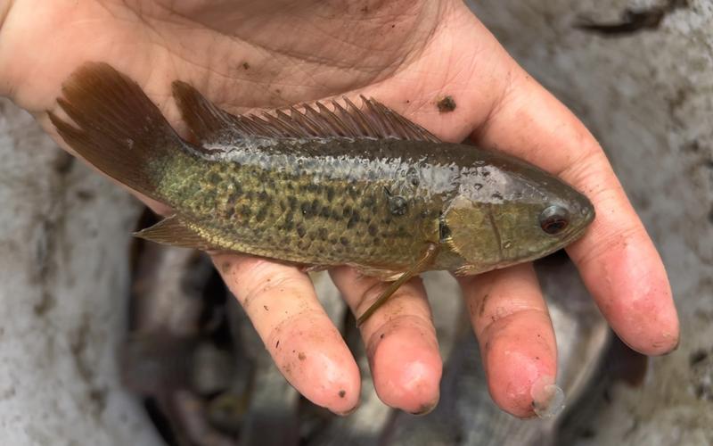 海南水产鱼种类有多少种？-第2张图片-宁夏农业信息网