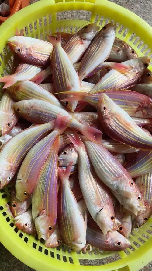 海南水产鱼种类有多少种？-第3张图片-宁夏农业信息网