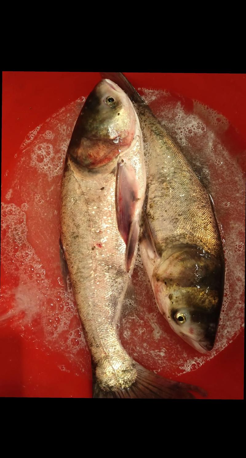 花白鲢放养量到底怎么算?-第1张图片-宁夏农业信息网 花白鲢放养量到底怎么算?-第1张图片-宁夏农业信息网