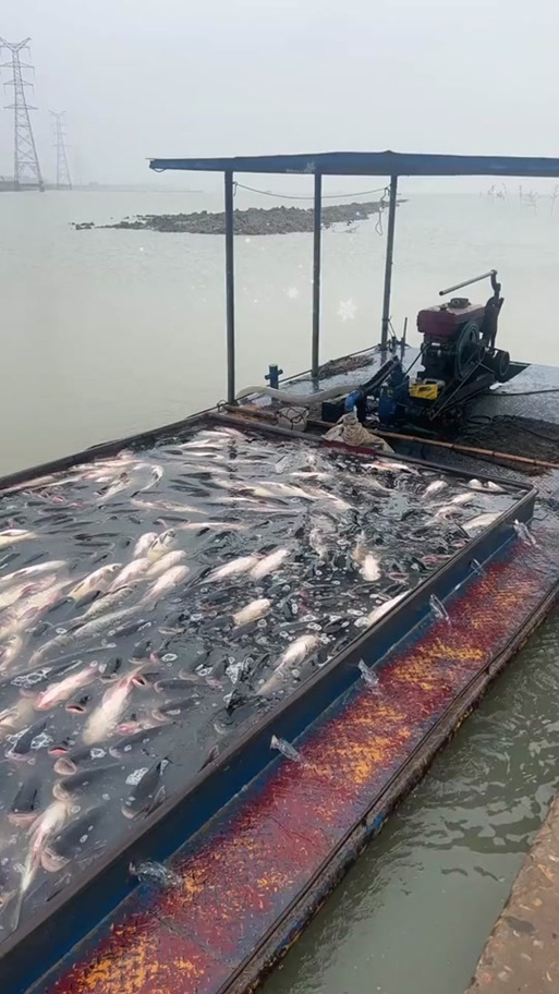 花白鲢放养量到底怎么算?-第2张图片-宁夏农业信息网 花白鲢放养量到底怎么算?-第2张图片-宁夏农业信息网