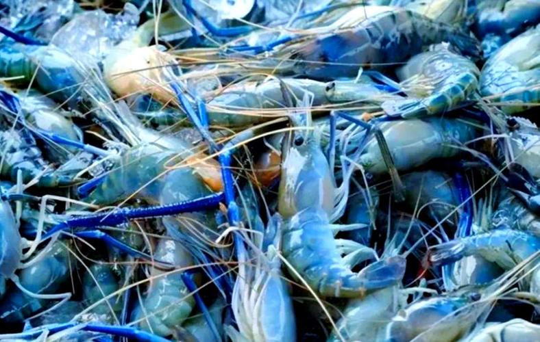 韩国2025年水产将迎来哪些新变化？-第1张图片-宁夏农业信息网