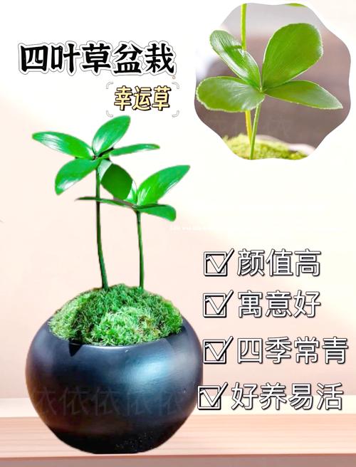 四叶草怎么养？图解教你轻松种活！-第1张图片-宁夏农业信息网