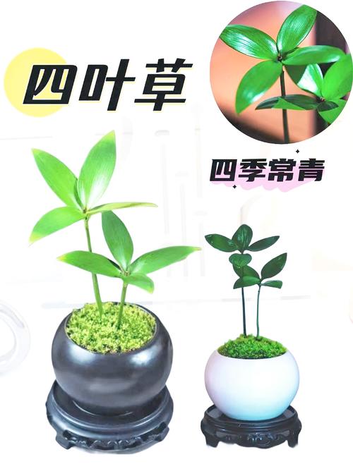 四叶草怎么养？图解教你轻松种活！-第2张图片-宁夏农业信息网