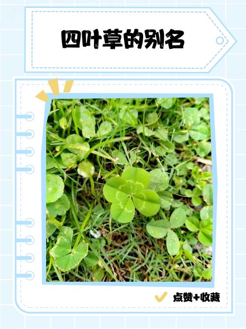 四叶草怎么养？图解教你轻松种活！-第3张图片-宁夏农业信息网