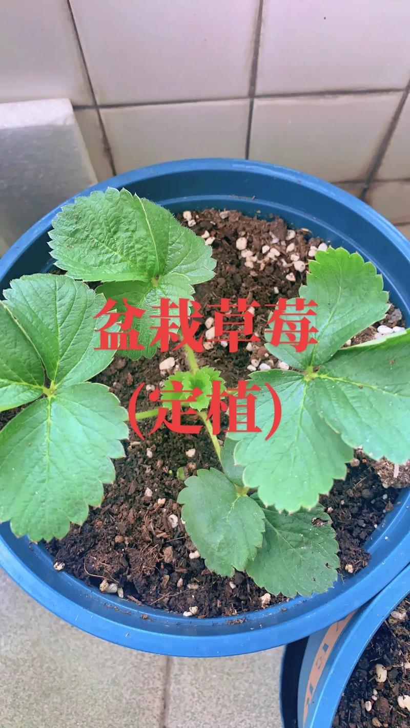 四季草莓苗怎么培育才高产？-第1张图片-宁夏农业信息网