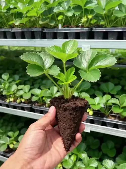 四季草莓苗怎么培育才高产？-第2张图片-宁夏农业信息网