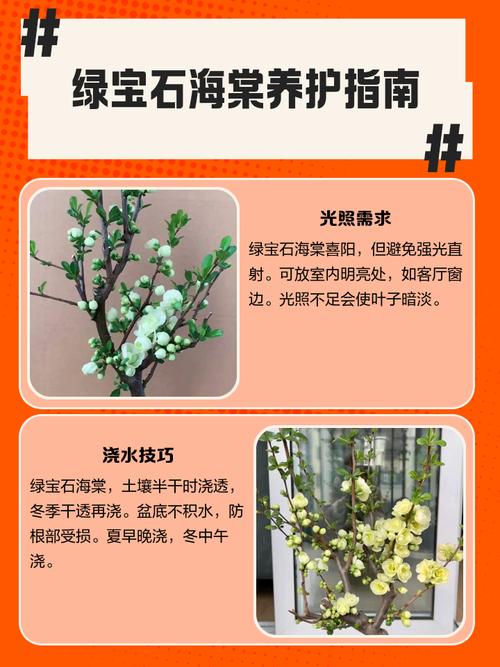 绿宝石海棠花怎么养？关键技巧有哪些？-第1张图片-宁夏农业信息网