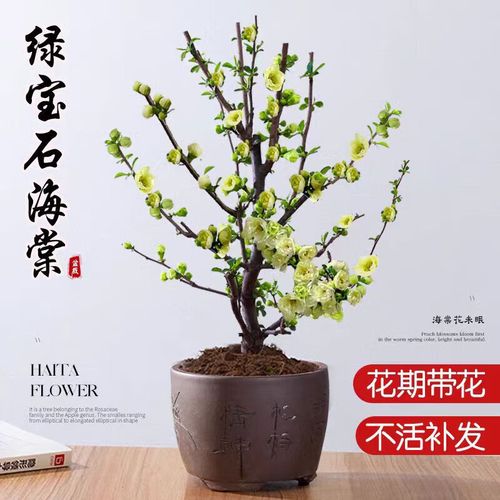 绿宝石海棠花怎么养？关键技巧有哪些？-第3张图片-宁夏农业信息网