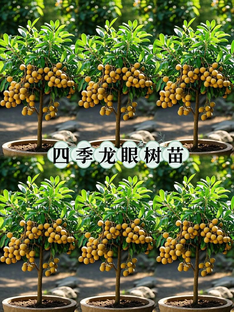 四季龙眼苗怎么种才活得好？-第1张图片-宁夏农业信息网