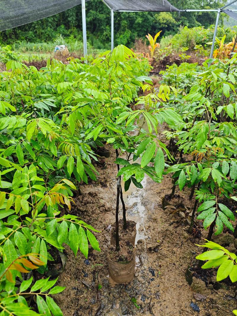 四季龙眼苗怎么种才活得好？-第3张图片-宁夏农业信息网