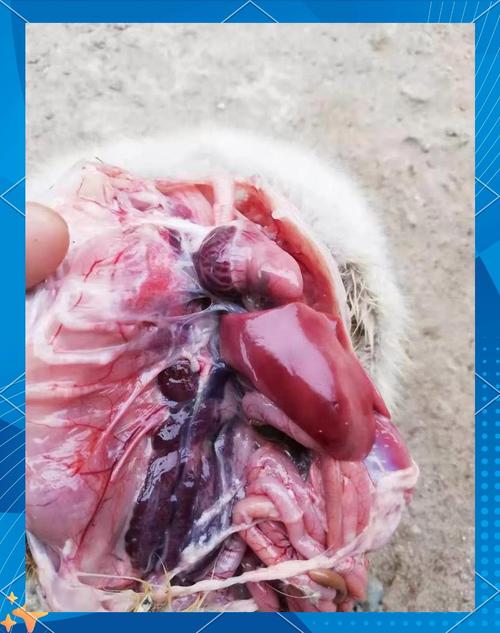 雏鹅常见病有哪些？如何治疗？-第1张图片-宁夏农业信息网