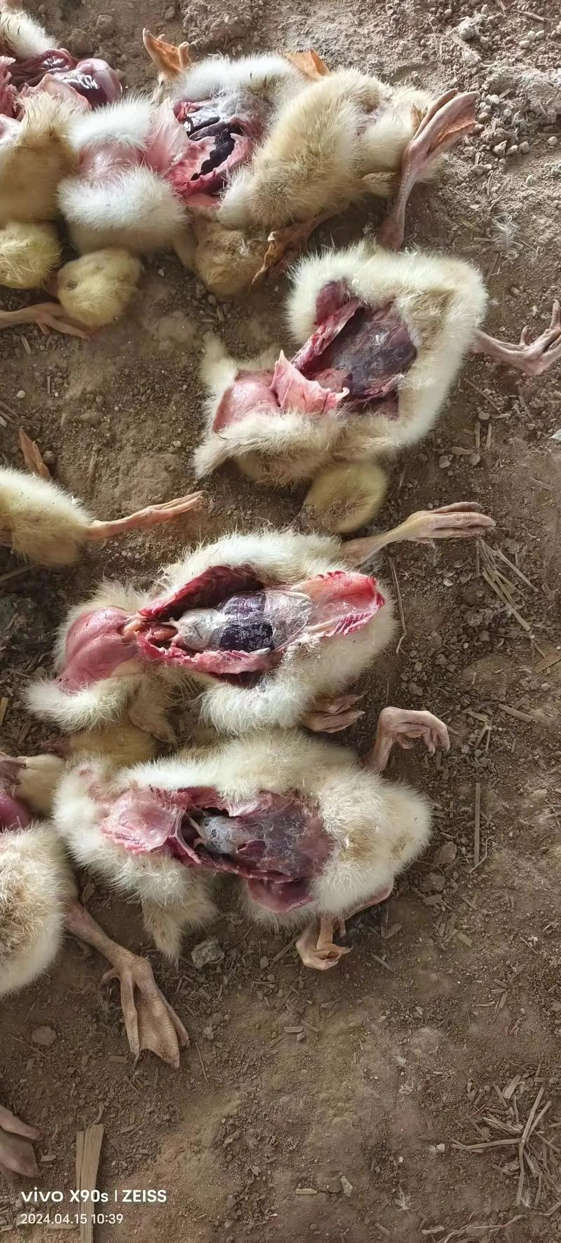 雏鹅常见病有哪些？如何治疗？-第2张图片-宁夏农业信息网