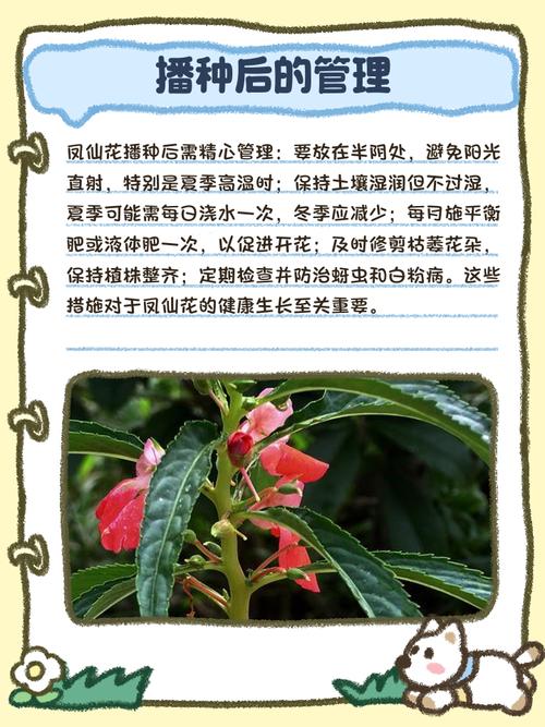 凤仙花何时种？怎么种才好？-第1张图片-宁夏农业信息网