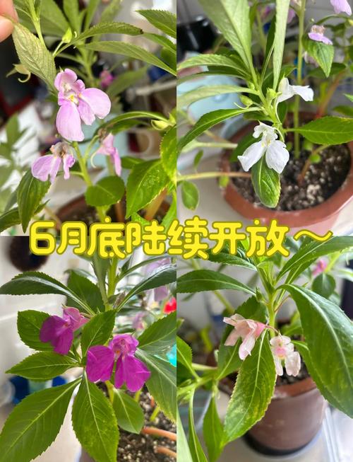 凤仙花何时种？怎么种才好？-第2张图片-宁夏农业信息网