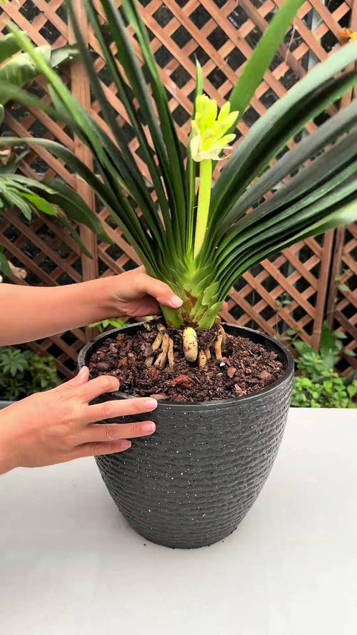 夏天君子兰怎么养才不死？-第1张图片-宁夏农业信息网