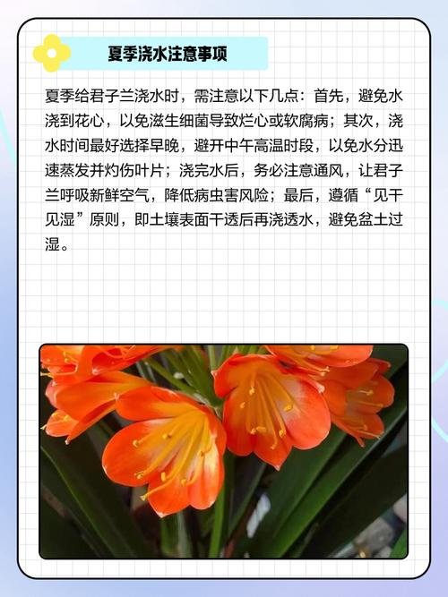 夏天君子兰怎么养才不死？-第2张图片-宁夏农业信息网