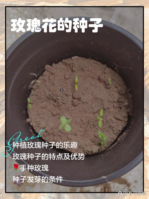 玫瑰花种子怎么种才能发芽？-第1张图片-宁夏农业信息网