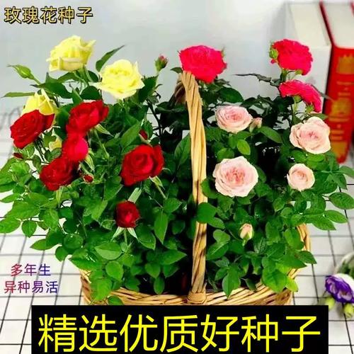 玫瑰花种子怎么种才能发芽？-第3张图片-宁夏农业信息网