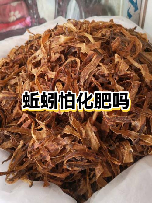 红蚯蚓有机肥怎么制作？-第1张图片-宁夏农业信息网