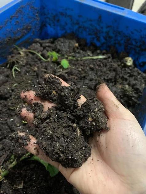 红蚯蚓有机肥怎么制作？-第3张图片-宁夏农业信息网