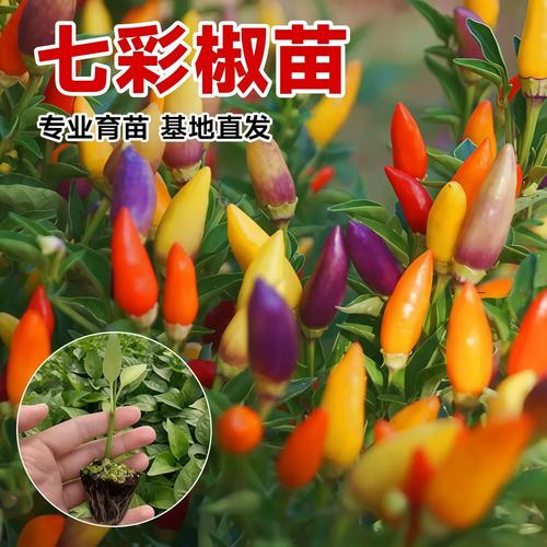 五彩泡椒怎么种？方法步骤有哪些？-第2张图片-宁夏农业信息网