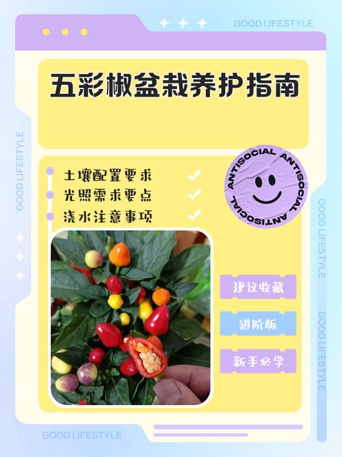 五彩泡椒怎么种？方法步骤有哪些？-第1张图片-宁夏农业信息网