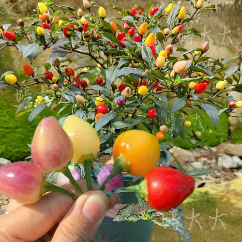 五彩泡椒怎么种？方法步骤有哪些？-第3张图片-宁夏农业信息网