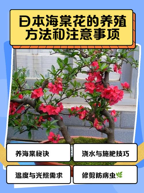 日本海棠花怎么繁殖？-第1张图片-宁夏农业信息网