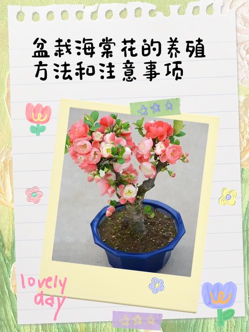 日本海棠花怎么繁殖？-第2张图片-宁夏农业信息网