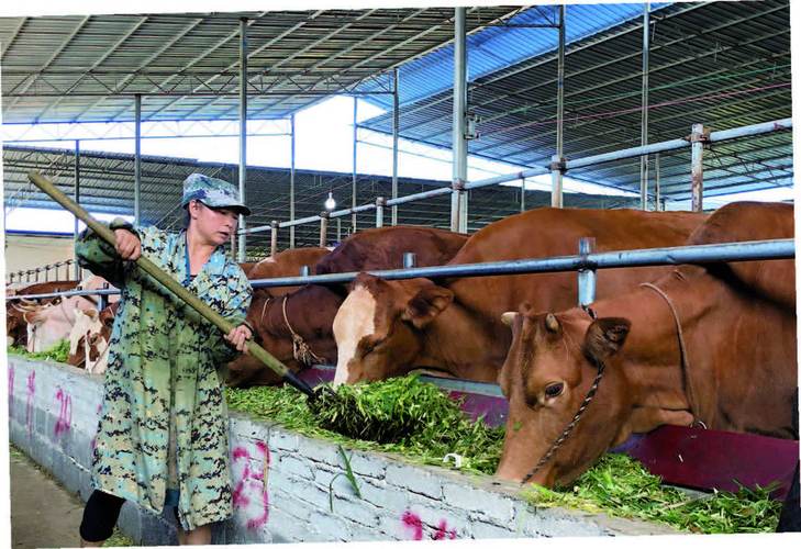 如何科学给牛喂青贮饲料？-第3张图片-宁夏农业信息网