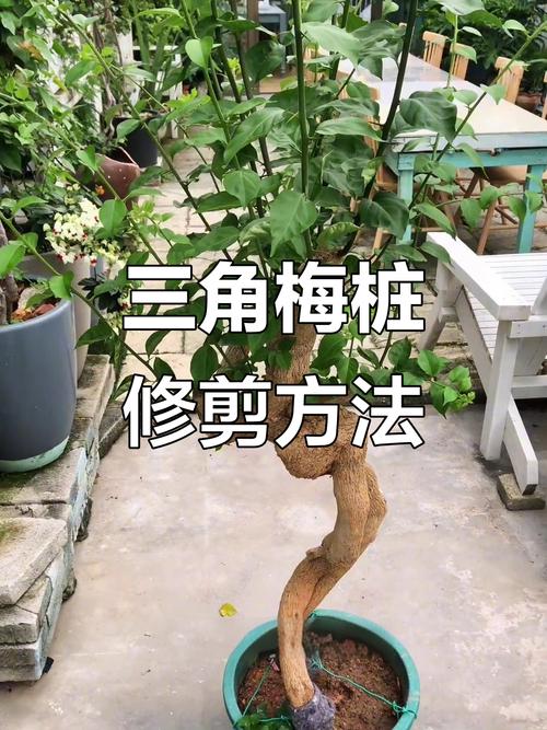 老园三叉主枝怎么修剪？-第1张图片-宁夏农业信息网