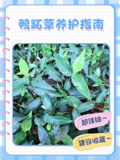 鸭土方治疗有啥妙招？-第1张图片-宁夏农业信息网