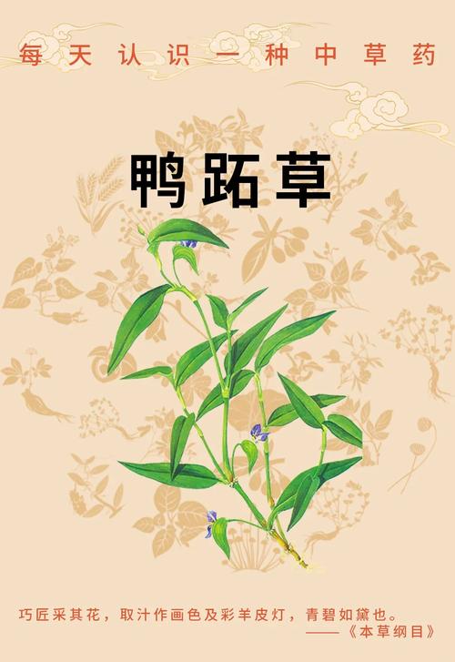 鸭土方治疗有啥妙招？-第2张图片-宁夏农业信息网