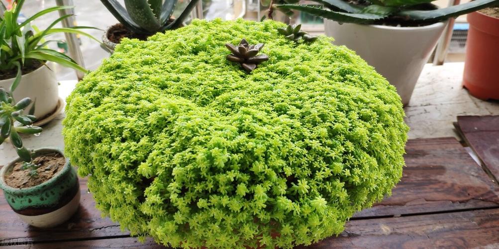 黄金万年草怎么施肥才合适？-第1张图片-宁夏农业信息网