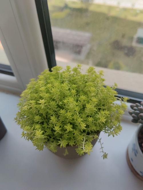 黄金万年草怎么施肥才合适？-第2张图片-宁夏农业信息网