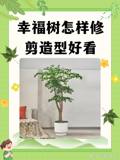 大三幸福树怎么修剪才好？-第2张图片-宁夏农业信息网