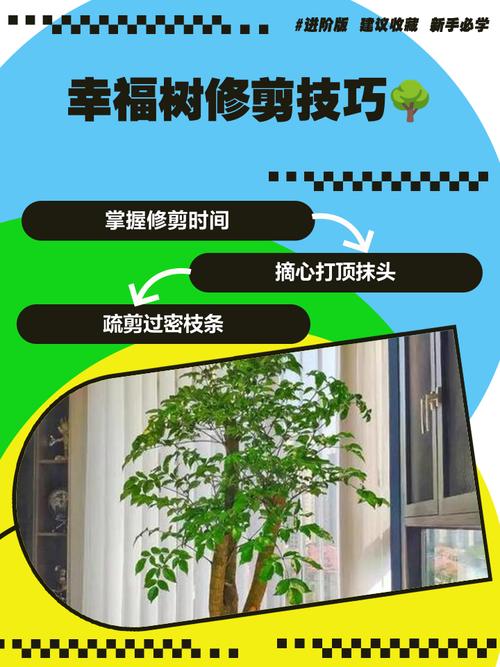 大三幸福树怎么修剪才好？-第1张图片-宁夏农业信息网