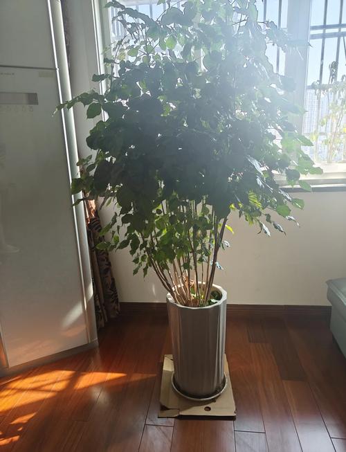 大三幸福树怎么修剪才好？-第3张图片-宁夏农业信息网