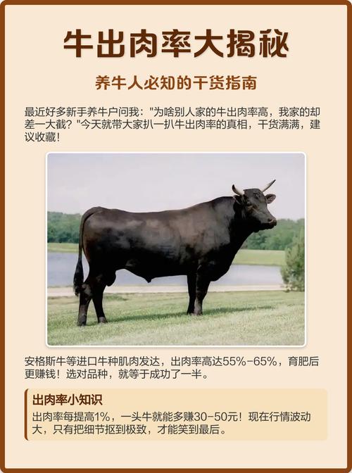如何提高喂牛净肉率？-第1张图片-宁夏农业信息网