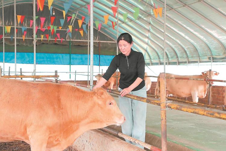 如何提高喂牛净肉率？-第2张图片-宁夏农业信息网