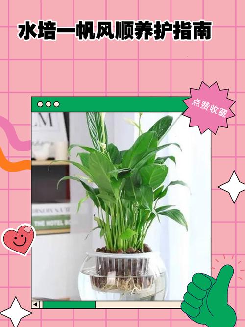 一帆风顺怎么浇水才正确？-第1张图片-宁夏农业信息网