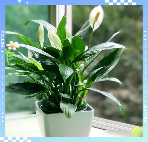 一帆风顺怎么浇水才正确？-第2张图片-宁夏农业信息网