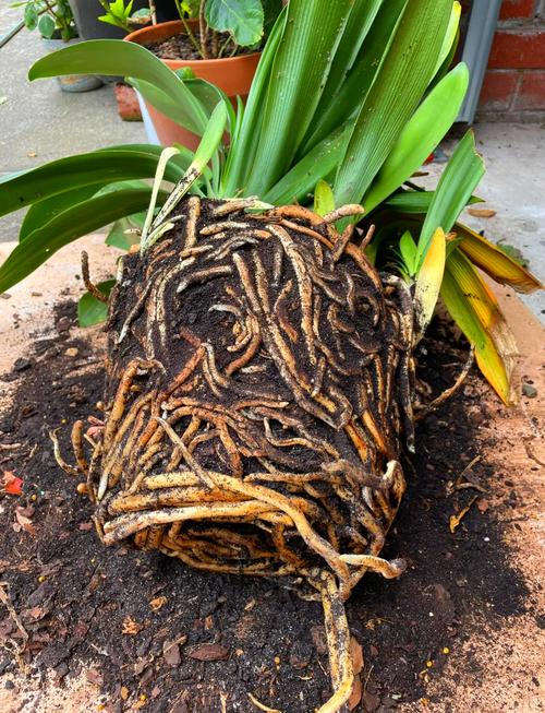 君子兰浇水最简单方法是什么？-第3张图片-宁夏农业信息网