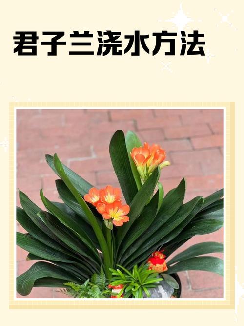 君子兰浇水最简单方法是什么？-第1张图片-宁夏农业信息网