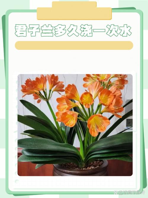 君子兰浇水最简单方法是什么？-第2张图片-宁夏农业信息网