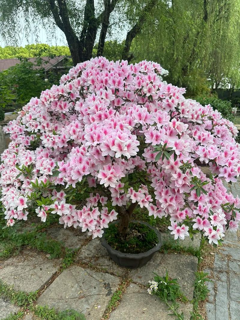 什么品种杜鹃花最好养活？-第2张图片-宁夏农业信息网